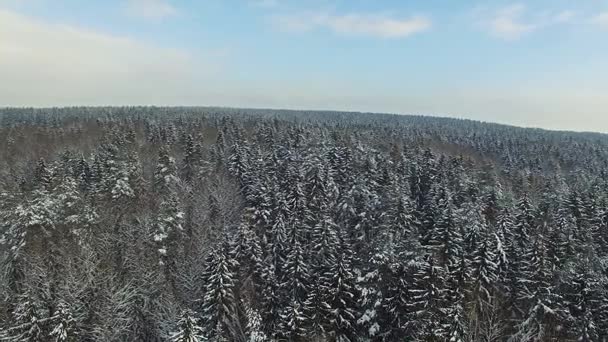 4 k. vlucht boven besneeuwde winter forest op het panoramische uitzicht op Noord, luchtfoto. — Stockvideo