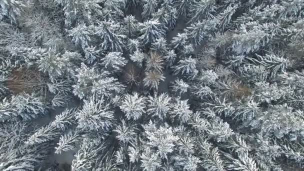 4 k. lotu powyżej śnieżna Zima Las na północnej, powietrzne widok z góry. — Wideo stockowe