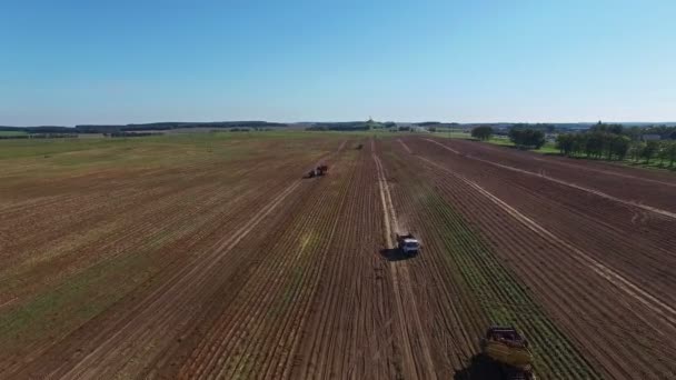 4K. Aerial. Harvesting potatoes with modern potato-digger trailer, tractors and trucks. — Stock Video