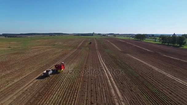 4K. Aerial. Harvesting potatoes with modern potato-digger trailers, tractors and trucks. — Stock Video