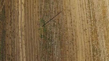 4 k. anteni. Modern patates-kazıcı römork ve traktörler ile patates hasat. Üstten Görünüm.