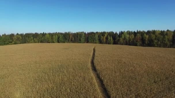 4K. Політ і зліт над стиглим кукурудзяним полем з дорогою, панорамним видом на повітря . — стокове відео