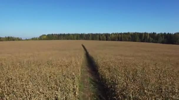 Vlucht boven rijp maïsveld met vuil weg, panoramische luchtfoto. — Stockvideo