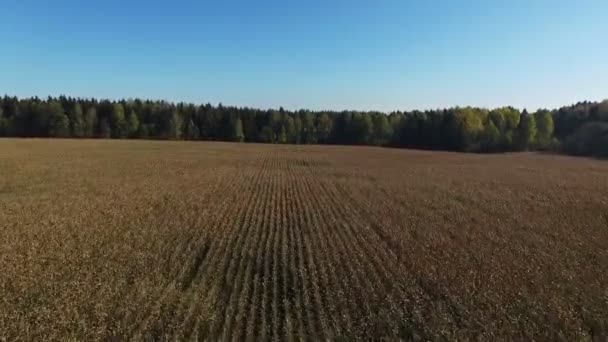 4 k. repülés fel- és leszállásnál felett érett kukorica a területen, amely készen áll a szüret, légifelvételek. — Stock videók