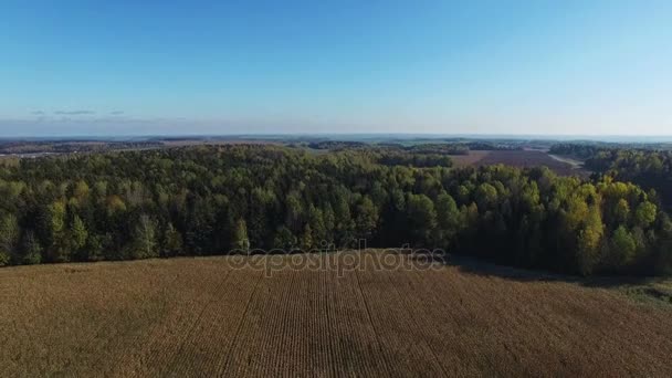 4К. Полет над спелым кукурузным полем, который готов к уборке, вид с воздуха . — стоковое видео