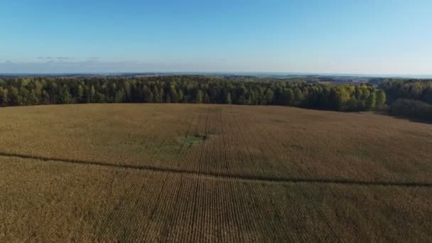 4К. Полет над спелым кукурузным полем, который готов к уборке, вид с воздуха . — стоковое видео