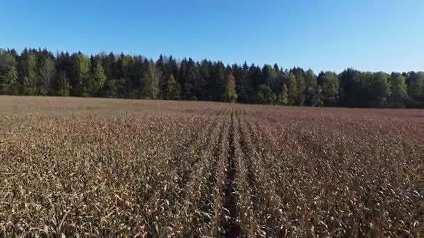 4k. Tiefflug über reifes Maisfeld, das zur Ernte bereit ist, Luftaufnahme. — Stockvideo