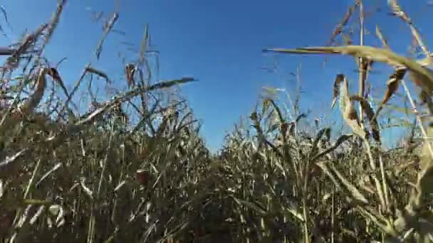4k. Spaziergänge durch das reife Maisfeld, das zur Ernte bereit steht — Stockvideo