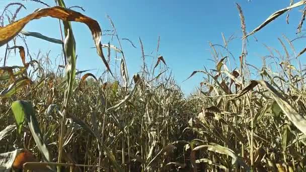 4K. Dentro do campo de milho maduro, que está pronto para a colheita. Vista panorâmica de close-up — Vídeo de Stock