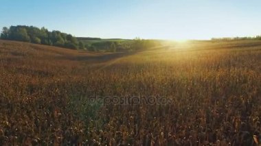 4 k. uçuş ve günbatımı, anteni panoramik altın, Mısır alanının üstündeki kalkış görüntülemek
