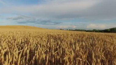 4 k. düşük uçuş günbatımı, hava panoramik manzaraya olgun kırpma alanının üstündeki