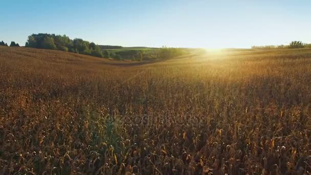 4 k. vlucht boven rijp maïsveld bij gouden zonsondergang, panoramische luchtfoto — Stockvideo