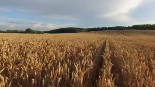 4 k. lage vlucht en opstijgen boven rijpe gewas veld bij zonsondergang, luchtfoto panoramisch uitzicht — Stockvideo