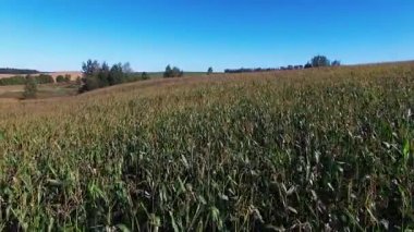 4 k. uçuş ve güneşli gün, hava panoramik görünümünü olgun Mısır alanının üstündeki kalkış