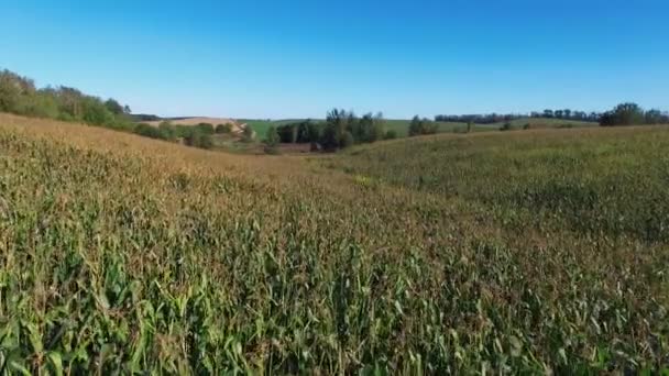 4 k. vlucht boven rijp maïsveld op zonnige dag, panoramische luchtfoto — Stockvideo