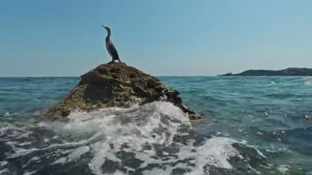 4K. Pájaro salvaje Gran Cormorán sentado en una roca en el mar. Istria eslovena, Eslovenia, Europa. Vista de primer plano — Vídeo de stock