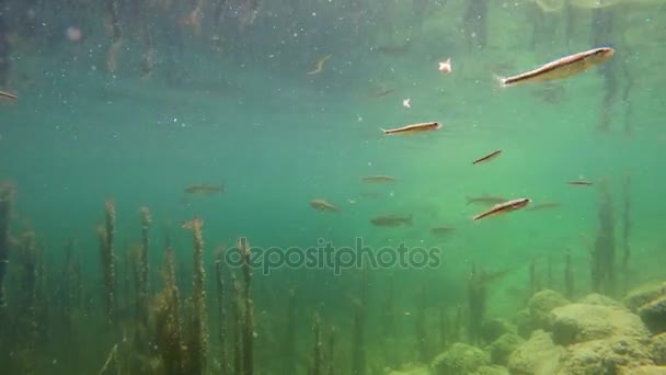 4K. Vista submarina de peces de trucha nadadores salvajes. Lago Bohinj, Alpes Julianos, Parque Nacional de Triglav, Eslovenia — Vídeos de Stock