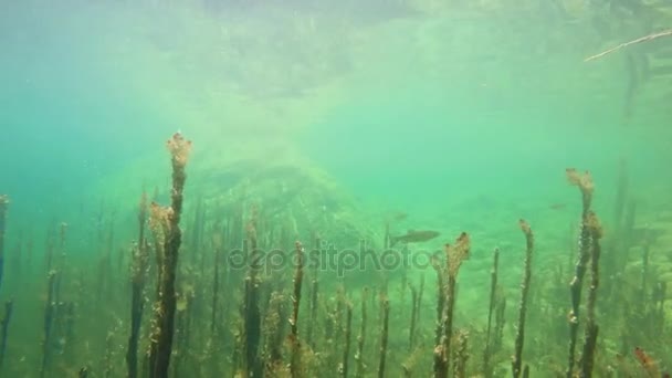4K. Vista subaquática de peixes selvagens de truta nadadora. Lago Bohinj, Julian Alps, Parque Nacional de Triglav, Eslovénia — Vídeo de Stock