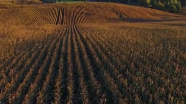 Uçuş altın batımında olgun Mısır alanının üstündeki hava panoramik görünüm.