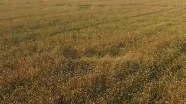 Düşük uçuş ve kalkış gün batımı, hava panoramik manzaraya kırpma alanının üstündeki.