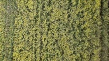 4 k. uçuş ve kalkış sarı çiçek açan yukarıda kolza tohumu alan güneşli gün, hava üstten görünüm. Arka plan deseni ile sarı renk ve çizgiler