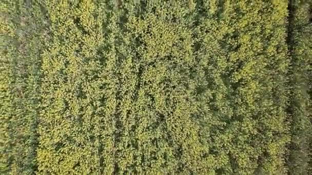 4K. Vol et décollage au-dessus du champ de colza jaune en fleurs par temps ensoleillé, vue aérienne du dessus. Modèle de fond avec couleur jaune et lignes — Video