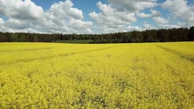 4 k. uçuş ve kalkış sarı çiçek açan yukarıda kolza tohumu alan güneşli gün, hava panoramik görünüm