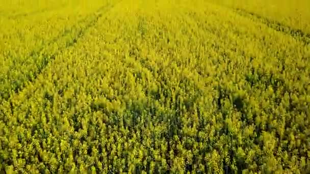 4K. Volo e decollo sopra il campo di colza giallo in fiore nella giornata di sole, vista aerea — Video Stock