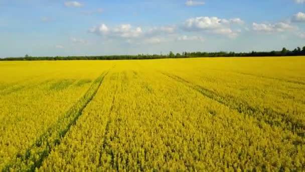 4K. Voo e decolagem acima florescendo campo de colza amarelo no dia ensolarado, vista panorâmica aérea — Vídeo de Stock