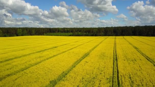4 k. o letu nad kvetoucí žlutou řepkové pole za slunečného dne, letecký panoramatický pohled na pozadí modré oblohy a mraky — Stock video