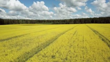4 çiçek açan yukarıda k. uçuş sarı kolza tohumu alan güneşli gün, hava panoramik görünüm