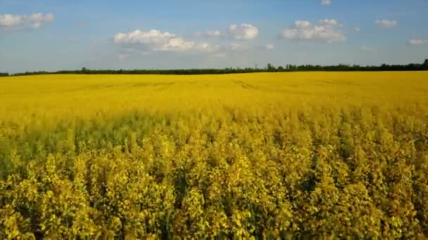 4K. Низький політ над цвітінням жовтого ріпакового поля в сонячний день, повітряний панорамний вид — стокове відео