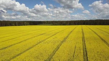 4 çiçek açan yukarıda k. uçuş sarı kolza tohumu alan güneşli gün, hava panoramik görünüm
