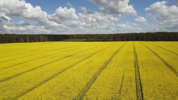 4K. Політ над цвітінням жовтого ріпакового поля в сонячний день, повітряний панорамний вид — стокове відео