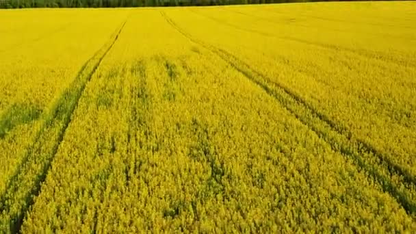 Volo e decollo sopra il campo di colza giallo in fiore nella giornata di sole, vista panoramica aerea — Video Stock