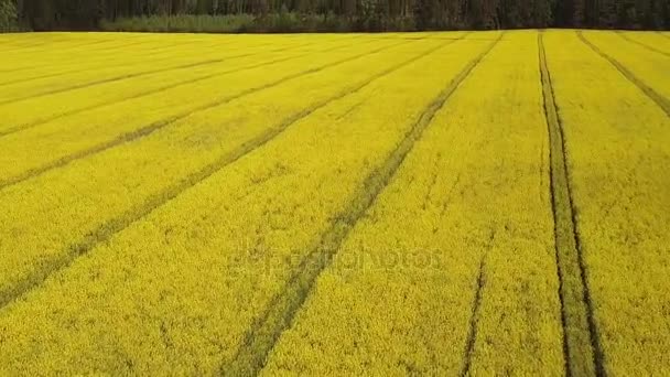 Flight above blooming yellow rapeseed field at sunny day, aerial panoramic view — Stock Video