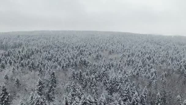 4K. Flight above winter forest at snowfall on the north, aerial panoramic view. — Stock Video