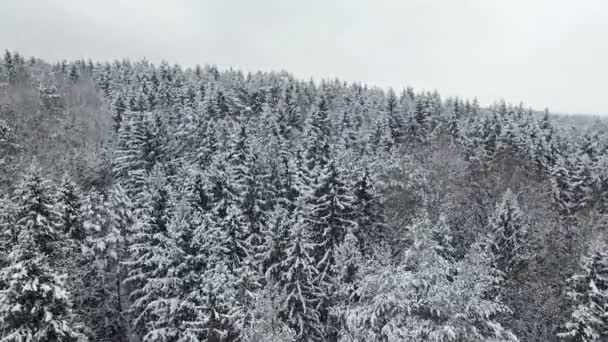 4K. Низький політ над зимовим лісом на снігопаді на півночі, панорамний вид з повітря . — стокове відео