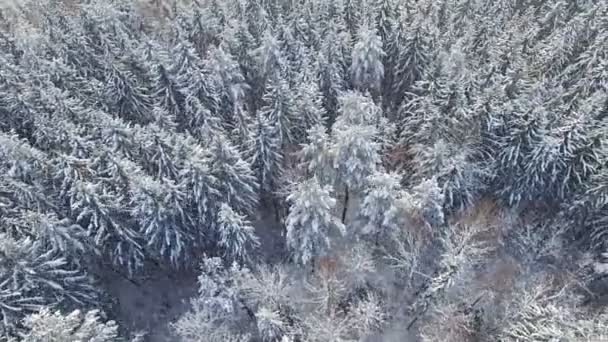 4 北、空中パノラマ ビューの降雪で明るい冬の森上和便. — ストック動画