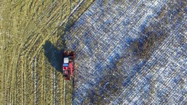 4K. Combine Harvester is working in the corn field after the First Snow! Harvester is cutting ripe dry corn. Aerial top view. — Stock Video