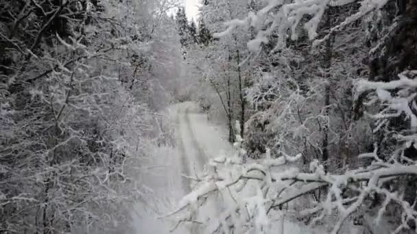 Політ Зліт Через Сільську Дорогу Замерзлому Зимовому Лісі Між Гілками — стокове відео