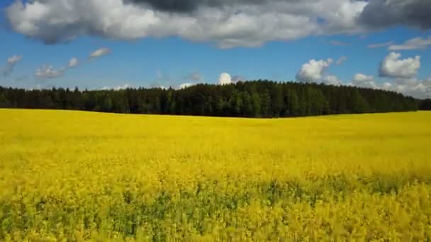 Flygning Och Start Över Blommande Gula Raps Fält Solig Dag — Stockvideo