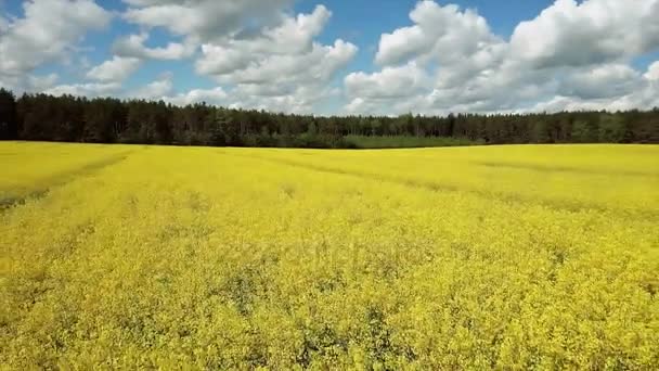 Flight Takeoff Blooming Yellow Rapeseed Field Sunny Day Spring Aerial — Stock Video