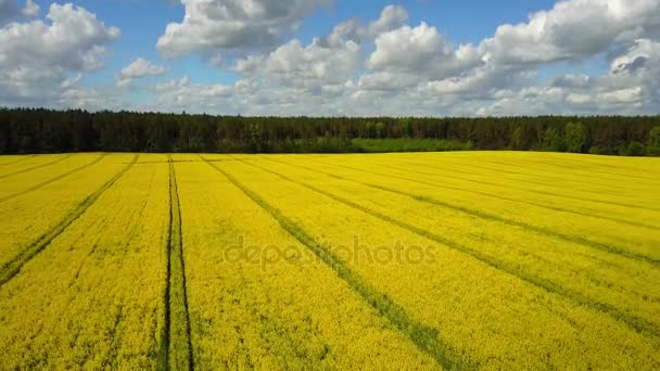 Flug Über Erstaunlich Blühendes Gelbes Rapsfeld Frühling Luftpanorama Bei Sonnigem — Stockvideo