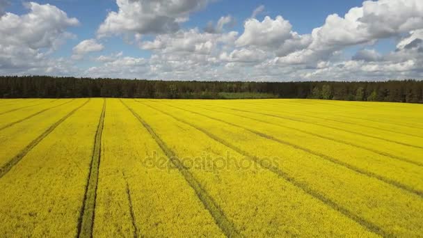 Flight Blooming Yellow Rapeseed Field Sunny Day Spring Aerial Panoramic — Stock Video