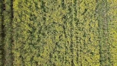 4 k. uçuş ve kalkış sarı çiçek açan yukarıda kolza tohumu Bahar, hava üst alanında görüntüleyin. Arka plan deseni ile sarı renk ve çizgiler.