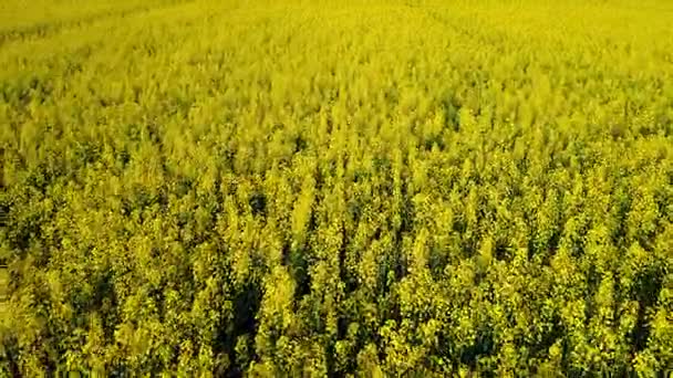 Nízkým Letem Nad Úžasnou Rozkvetlých Žlutých Řepkové Pole Jaro Letecký — Stock video
