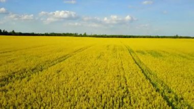4 k. uçuş ve güneşli bir gün bahar, hava panoramik manzaraya kalkış sarı çiçek açan yukarıda kolza tohumu alanında.
