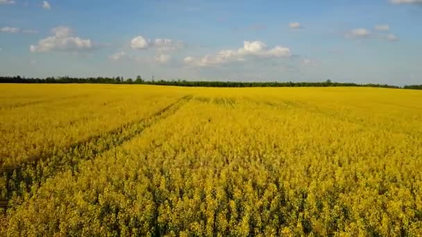 Flug Und Start Über Blühenden Gelben Rapsfeldern Sonnigen Frühlingstagen Luftaufnahme — Stockvideo
