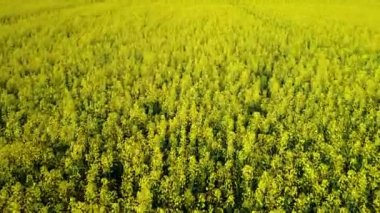 4 k derleme Video. Düşük uçuş ve Bahar, hava güneşli gün görünümünde inanılmaz çiçek sarı kolza tohumu alanının üstündeki kalkış.